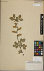 Foto von Salix myrsinifolia Salisb.